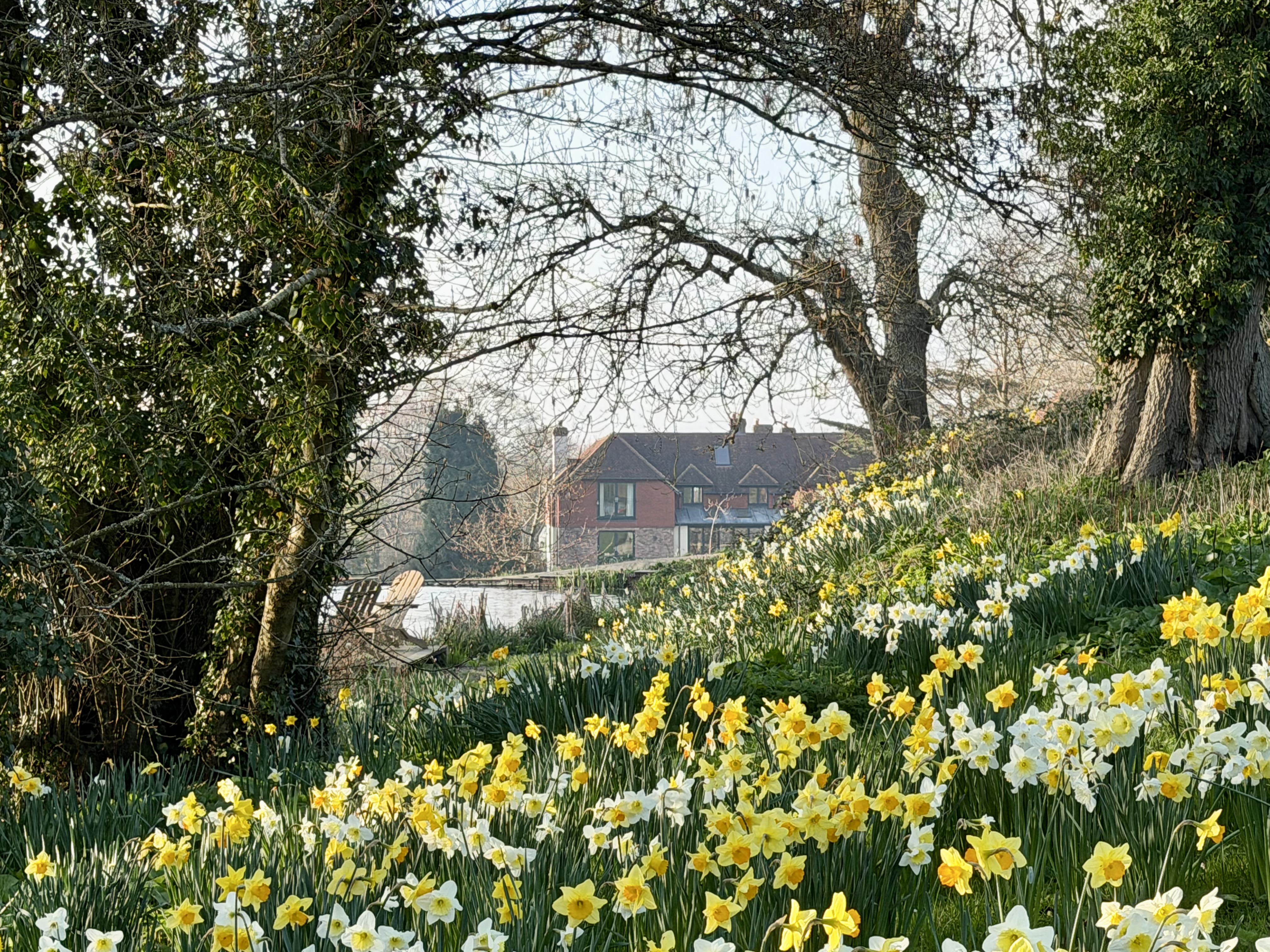Daffodils by the lake